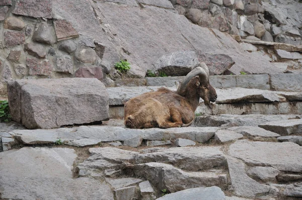 Cabra Montaña Cabra Yace Sobre Las Piedras Animales Montaña — Foto de Stock