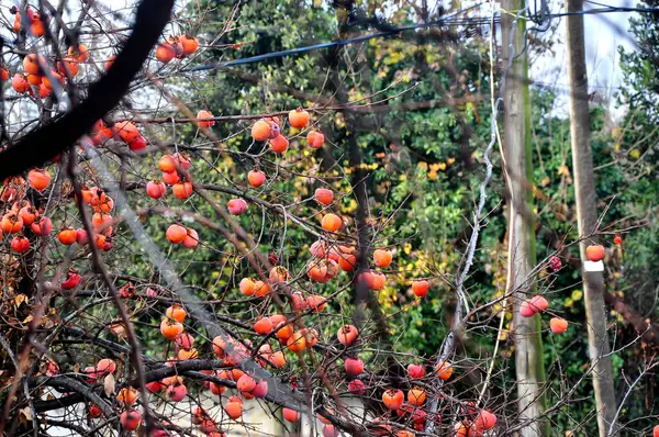 木の上で柿 柿の収穫 — ストック写真
