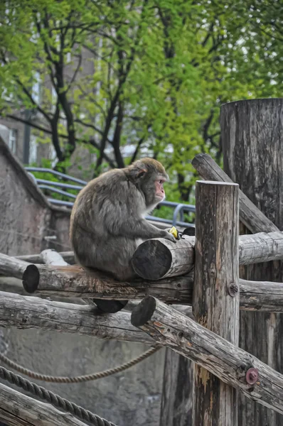 Scimmia Scimmia Seduta Primate Siede Albero Zoo Animale — Foto Stock