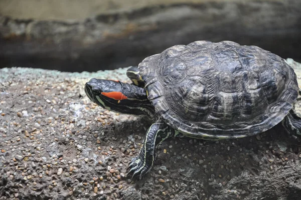 Черепаха Земле Морская Черепаха Рептилия — стоковое фото