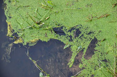 Çiçek açan su. Lanet olası göl suyu. Havuz suyu. Yeşillik büyüyor