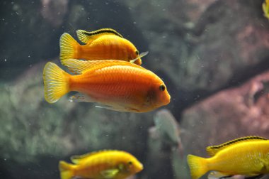 Akvaryumdaki sarı balık. Sarı balık yüzer