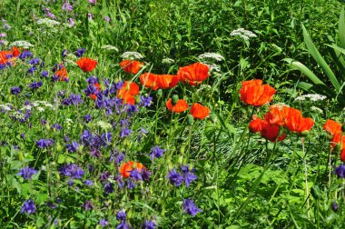 Tarla gelincikleri. Yabani otlar. Çiçek tarlası. Çiçekler ve bitkiler