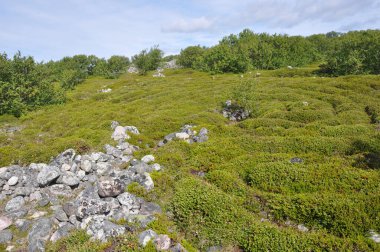 Bolşoy Adası Zayatsky. Solovetsky Adaları. Beyaz Deniz. Rusya 'nın kuzeyi
