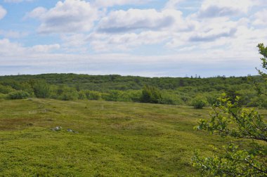 Bolşoy Adası Zayatsky. Solovetsky Adaları. Beyaz Deniz. Rusya 'nın kuzeyi