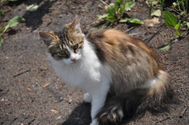 Sokaktaki kedi. Çimlerin üzerinde bir hayvan. Evsiz hayvan. Yaz 