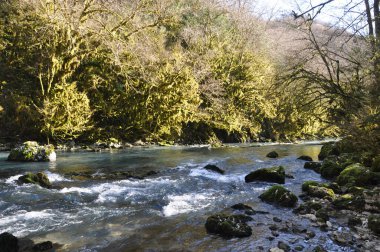 Dağ nehri. Taşlar. Orman. Dağlar. Abhazya