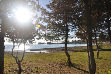 Sukhumi şehri. Deniz kıyısı. Parkta. Karadeniz. Abhazya