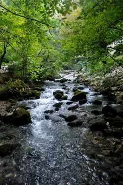 Dağ nehri. Taşlar. Orman. Dağlar. Abhazya