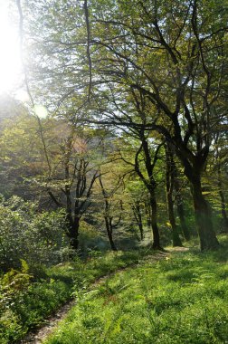 Abhazya 'nın manzaraları. Dağlar. Orman. Karadeniz. Abhazya