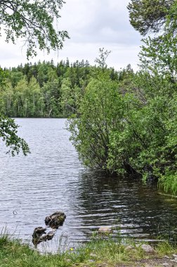 Yaz ormanı. Ormandaki göl. Yeşil bitkiler. Parlaklar