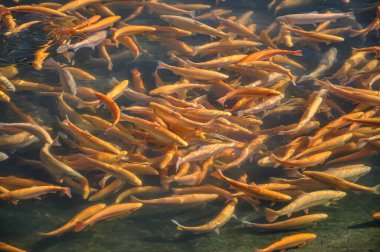 Balık çiftliği. Satılık balık çiftliği. Balık endüstrisi