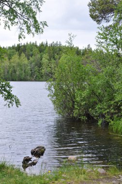 Beyaz Deniz 'deki Solovetsky Adaları. Ada doğası. Karelia Cumhuriyeti. Rusya