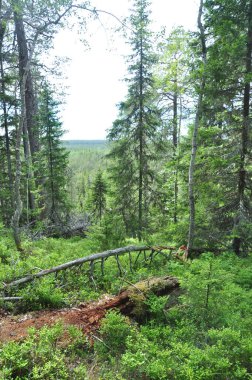 Beyaz Deniz 'deki Solovetsky Adaları. Ada doğası. Karelia Cumhuriyeti. Rusya
