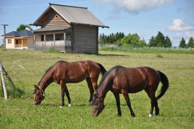 Vologda bölgesinin mimari ve etnografik müzesi 