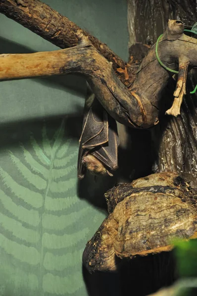 Bat. The bat is sleeping on the tree. Brown bat. Terrarium animal