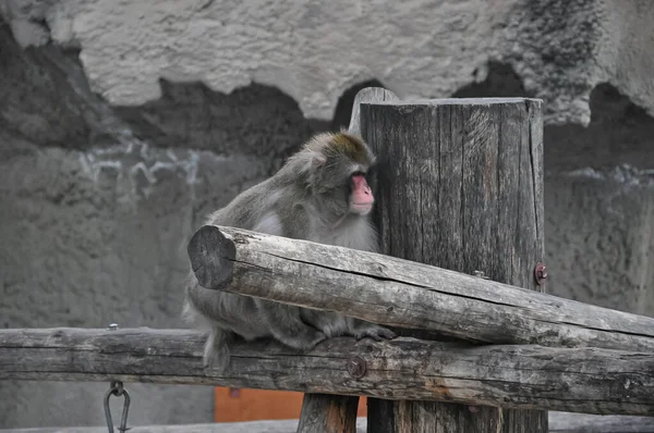 Mono Mono Sentado Primate Sienta Árbol Zoo Animal —  Fotos de Stock