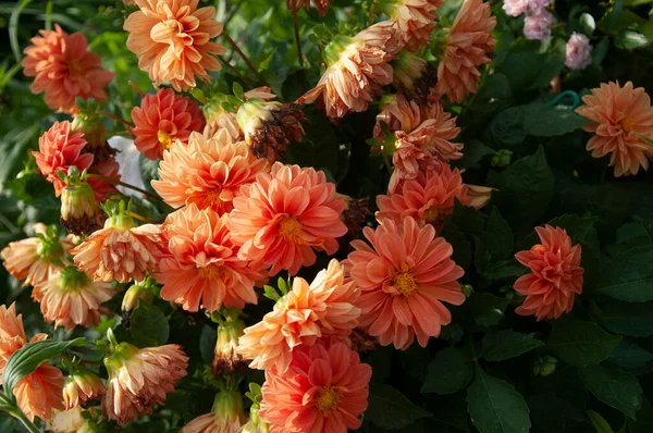 Orangen Dahlie Dahlienblüten Blumen Und Blätter Blumen Garten — Stockfoto