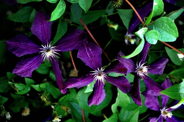 Flores Roxas Fechar Clematis Flores Jardim Flores Jardim — Fotografia de Stock