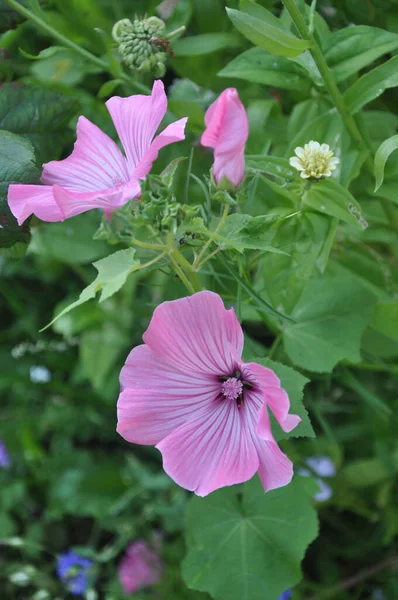 Lavatera Rose Pâle Fleur Rose Fleurs Feuilles Fleurs Dans Jardin — Photo