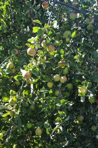 Maçãs Folhas Maçãs Árvore Maçãs Frutas — Fotografia de Stock