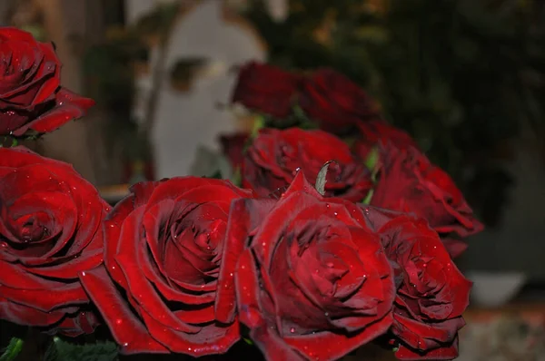 Красные Розы Букет Розы Крупным Планом — стоковое фото