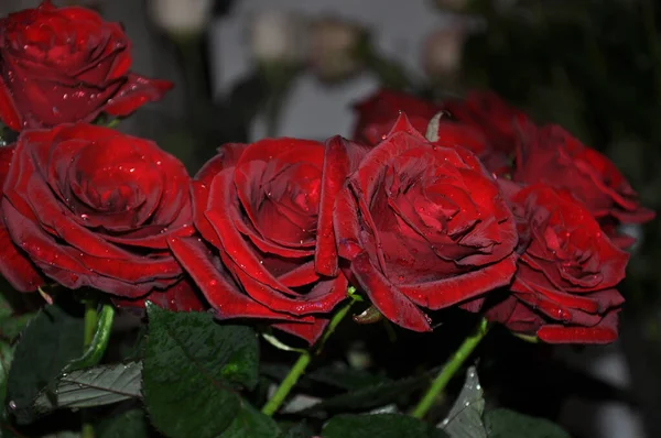 Des Roses Rouges Bouquet Gros Plan Sur Roses — Photo