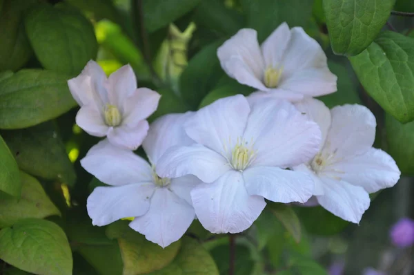 Clematis Fleur Fleurs Blanches Fleurs Feuilles Fleurs Dans Jardin — Photo