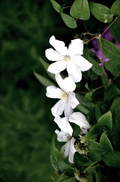 Flor Clematis Flores Blancas Flores Hojas Flores Jardín — Foto de Stock