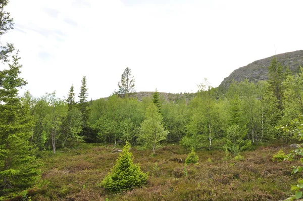 Kuzov Skärgård Vita Havet Öar Vita Havet Ryssland — Stockfoto