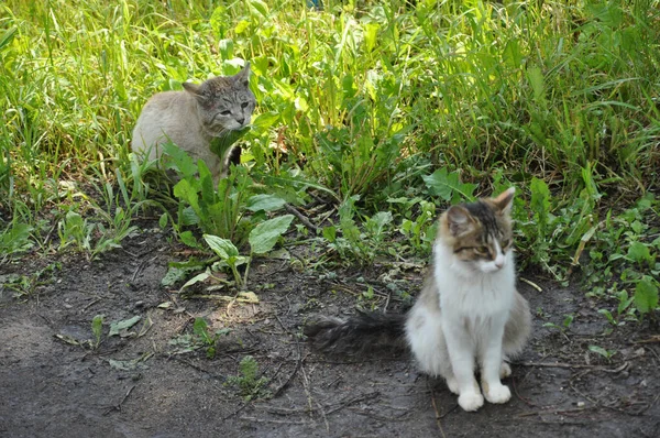 Macskák Utcán Macskák Sétálnak Állatok Füvön — Stock Fotó