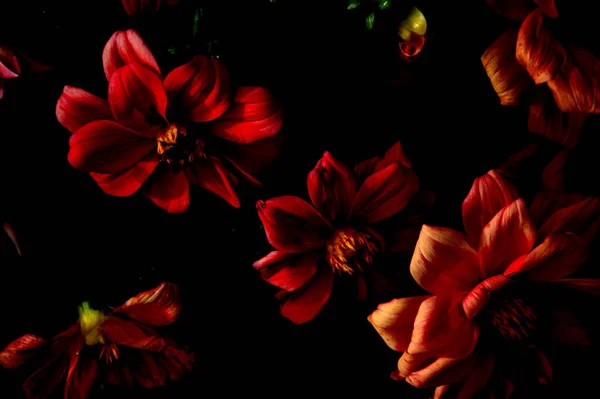 Różowa Dahlia Dahlia Kwiaty Kwiaty Liście Kwiaty Ogrodzie — Zdjęcie stockowe