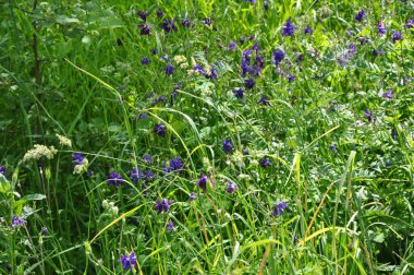 Bitkiler ve yapraklar. Sahada çiçekler var. Çiçek açan yabani bitkiler