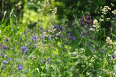 Bitkiler ve yapraklar. Sahada çiçekler var. Çiçek açan yabani bitkiler