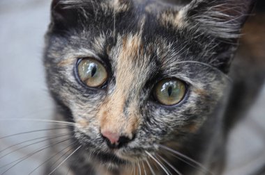 Bir kedi portresi. Yakın plan kedi. Bir kedinin kafası. Yeşil gözler