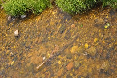 Shore Gölü. Nehir kıyısında. Kıyıya yakın taşlar ve su