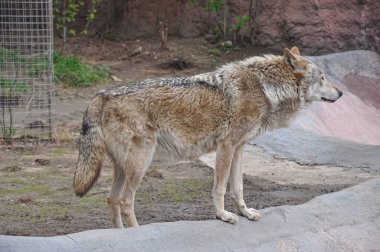 Hayvanat bahçesindeki kurt. Hayvanat bahçesi hayvanları. Kurt ayakta duruyor. Gri Kurt