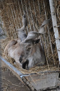 Keçi portresi. Keçi kafası yakın plan. Dağ keçisi