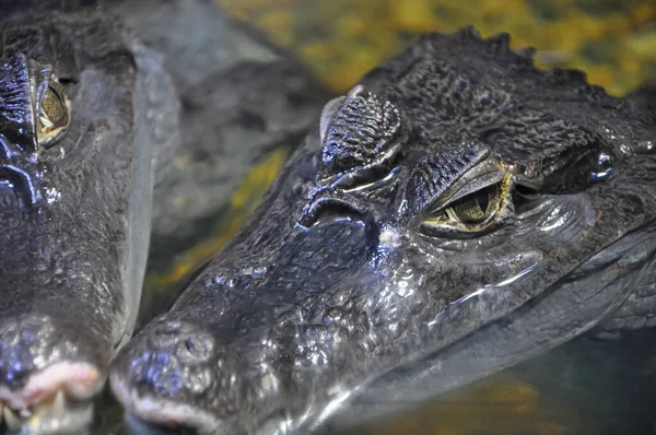 Crocodile Lying Crocodile Reptile Large Predatory Animal — Stock Photo, Image