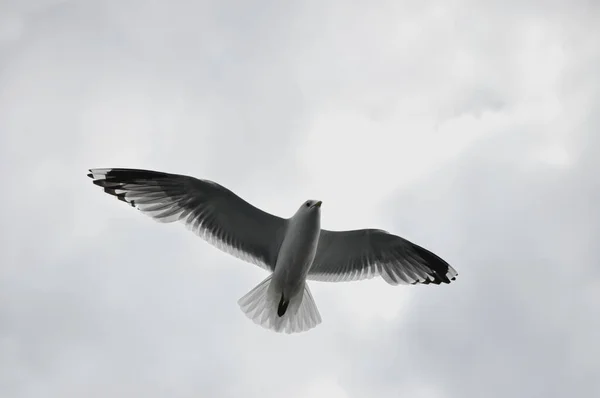 Seagull Sky Flying Seagull White Bird Bird Sea — Stock Photo, Image