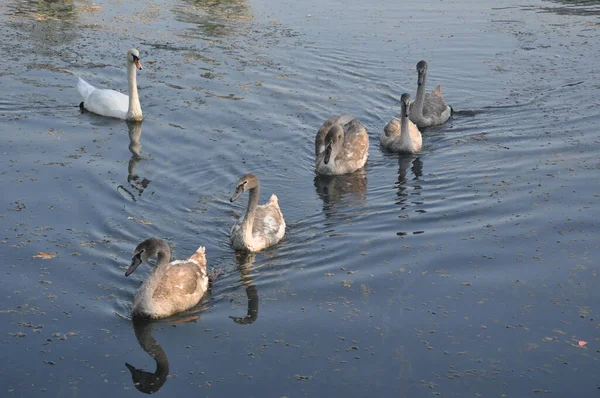 Swans Pond Swimming Swans Swans Park Swimming Bird — Stock Photo, Image