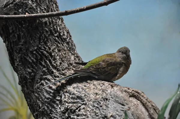 앵무새야 앵무새 아름다운 녹색새 — 스톡 사진