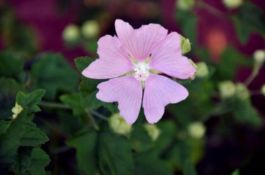 Bahçede pembe çiçek. Leylak tomurcuğu. Çiçekler ve yapraklar