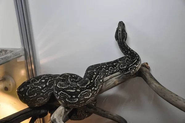 Anaconda Cobra Ramo Grande Boa Terrário — Fotografia de Stock