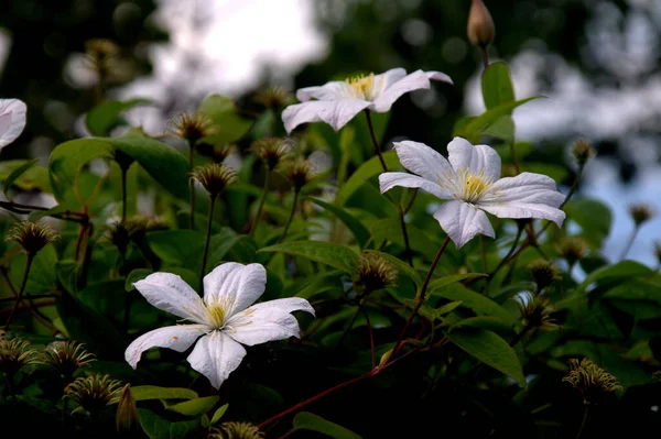 Clematis Blüht Weiße Blumen Blumen Und Blätter — Stockfoto