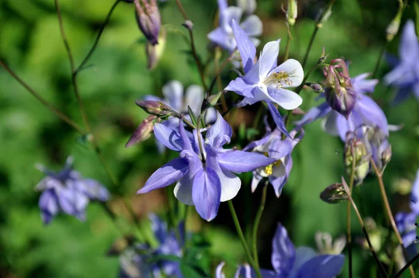 Aquilegia Fleur Fleurs Bleues Lilas Fleurs Bourgeons Dans Jardin — Photo