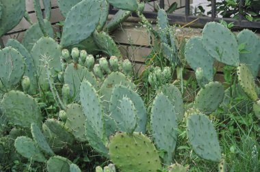 Yeşil kaktüs. Büyüyen kaktüsler. Dikenli bitkiler. Çitin yanında çiçek açan kaktüsler.