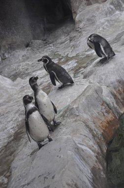 Penguen. Hayvanat bahçesindeki penguenler. Hayvanat bahçesi hayvanı