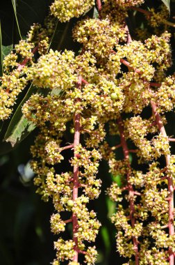 Mango ağacı. Mango tohumları. Çiçekli mango ağacı