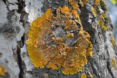 Ahşap dokular. Havla. Ağacın gri kabuğunun dokusu